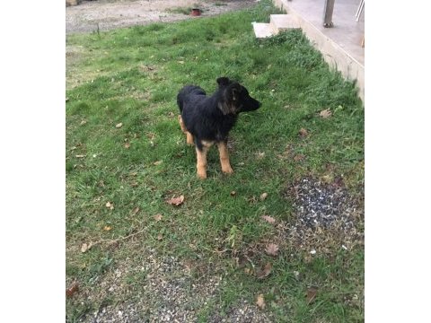 4 aylık safkan erkek alman çoban köpeği