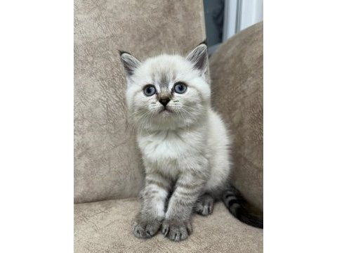 Safkan british shorthair ayı surat top kafa bebiş