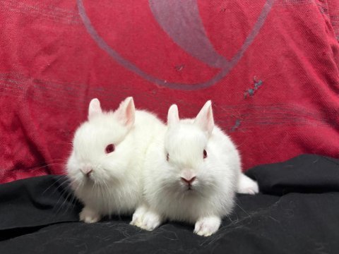 Çok tatlı lop ve cüce tavşanlar