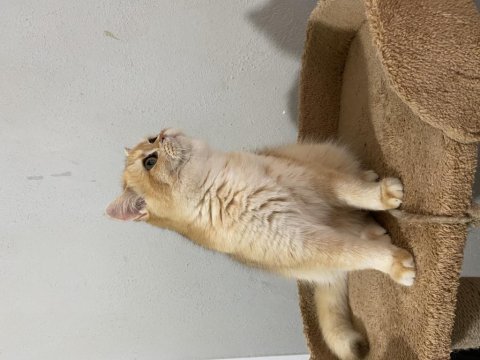 Ny12 dişi bebek british shorthair