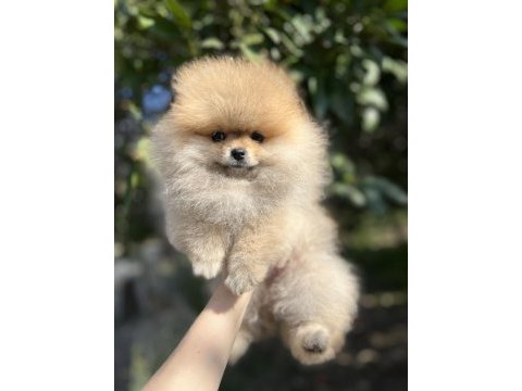 Şecereli teddy bear dişi pomeranian