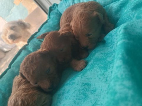 Toy poodle