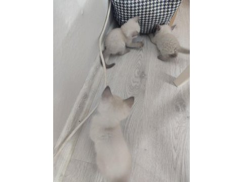 Safkan blue point british shorthair
