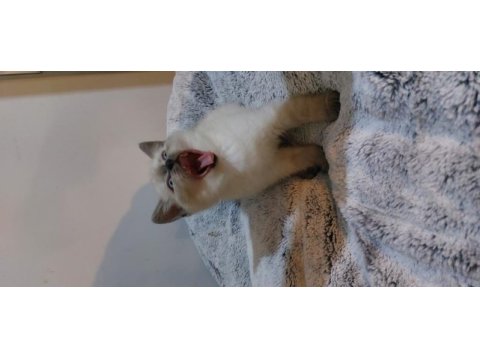British shorthair blue point erkek