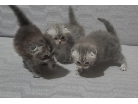 Scottish fold 2 dişi ve 2 erkek bebek