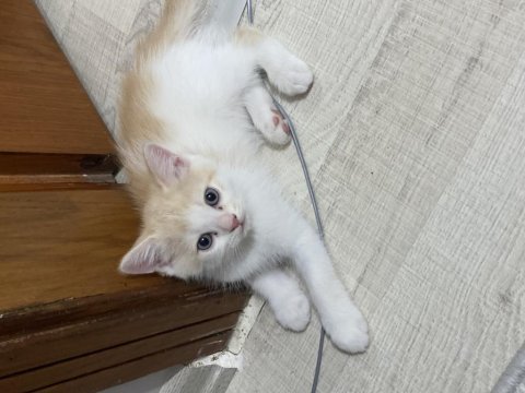 British shorthair oğlum