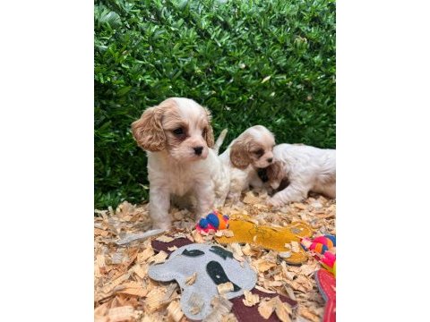 Burkemden a kan cavalier king charles yavruları