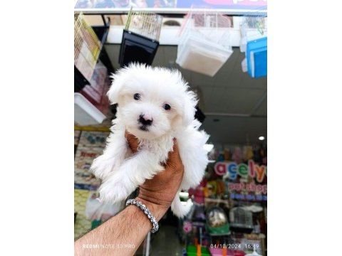 Teslime hazır maltese