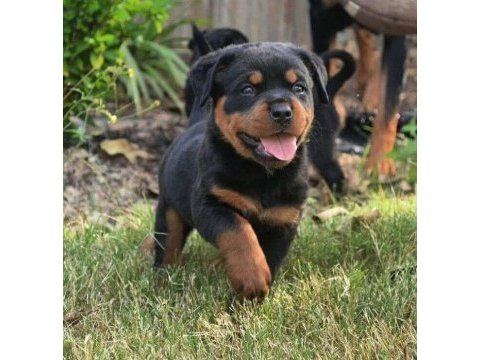 Safkan rottweiler bebeklerimiz
