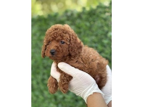 Minicik bedende kocaman sevgi poodle