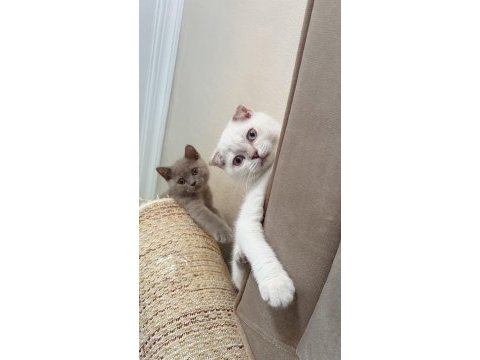 Scottish fold yavrumuz