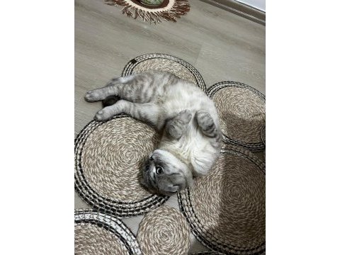 3 aylık scottish fold yavru erkek kedimiz