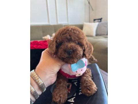 Minik poodle yavrum barbie