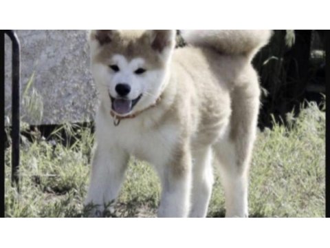 Japon akita köpeğimiz