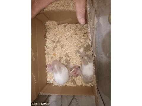 Albino yavru hamster