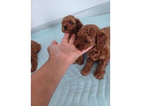 Show kalite kore toy poodle ziyarete açık