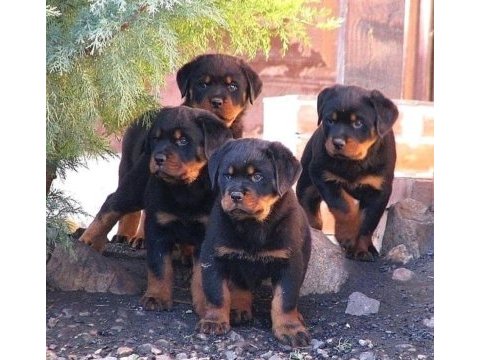 Macar show kalite rottweiler yavrular