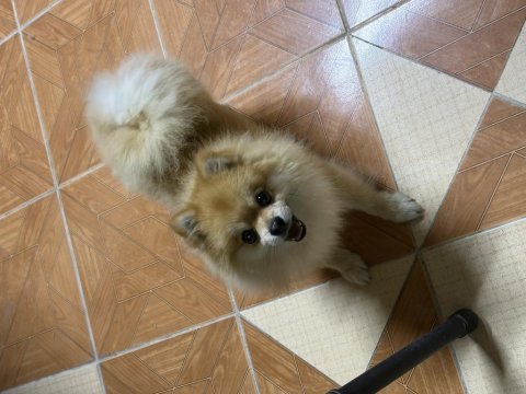 Üst düzey 2.5 yaşında erkek pomeranian boo
