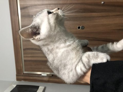 2 aylık safkan dişi british shorthair strike