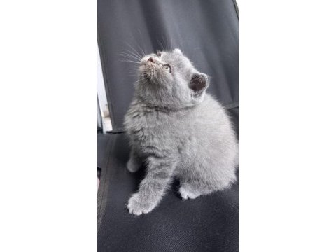 Tertemiz scottish fold yavrusu