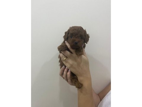 Mini boy poodle yavrular