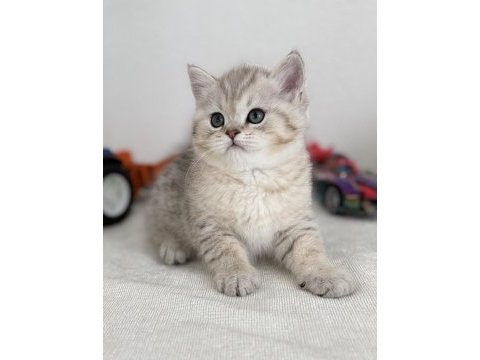 British shorthair bebek kediler