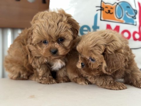 Petmode köpek çiftliğinden tea cup kore maltipoo