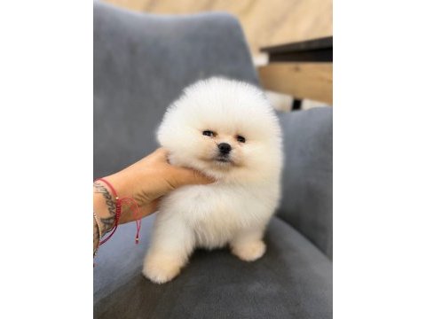Show kalite ayı surat pomeranian yavrularımız