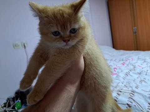 Scottish straight dy12 red golden dişi prenses