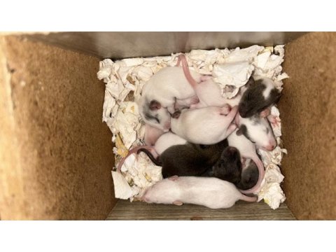 Dumbo rat yavruları