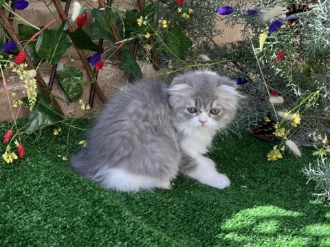 Scottish fold kızım yeni ailesini arıyor