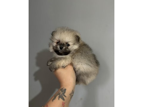 Teacup ayı surat pomeranian boo yavrular