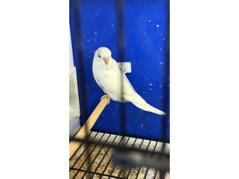 Yeni yeme düşmüş mor sp albino litüno kuşlar