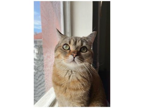 Isparta şarkikaarağaç british shorthair golden tabby