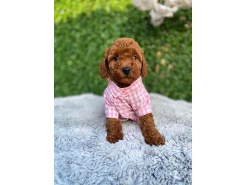 Toy poodle bebekler