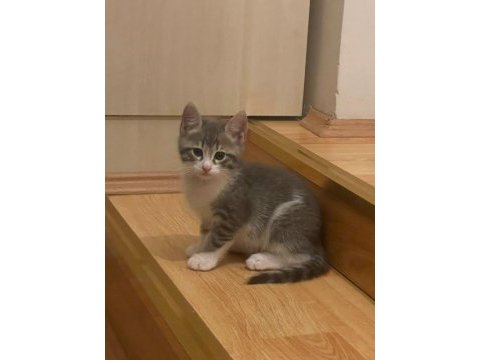 2 adet tekir bebişler yeni yuvalarını arıyor