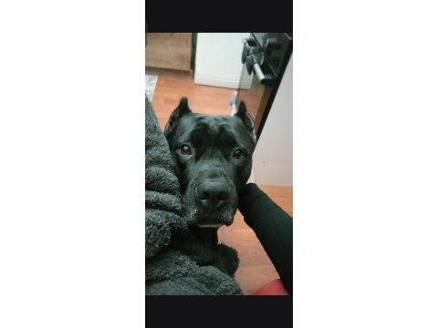 Cane corso erkek