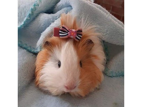 Kapıya teslim guinea pig setleri