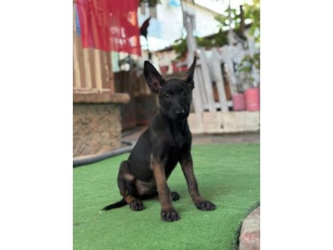 Aa belcika malinois yavrularimiz