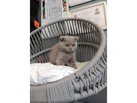 Scottish fold lilac
