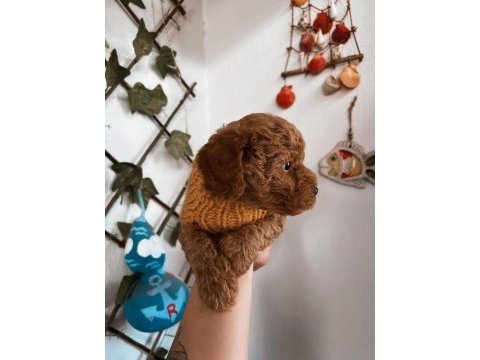 Çok sevimli çok akıllı poodle bebeğim