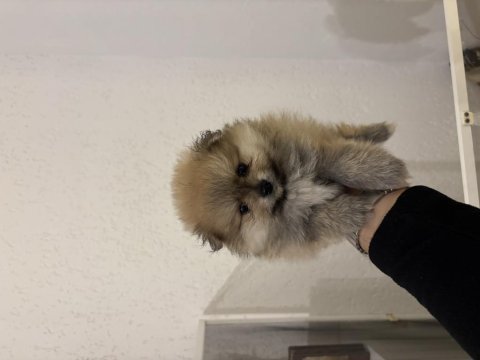 Pomeranian boo 1,5 aylık yavrularımız