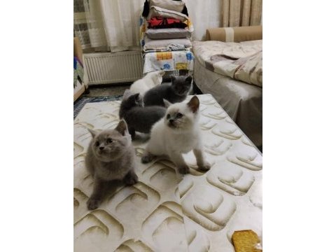 British shorthair kediler