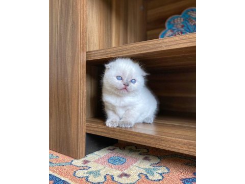 A kalite scottish fold blue point