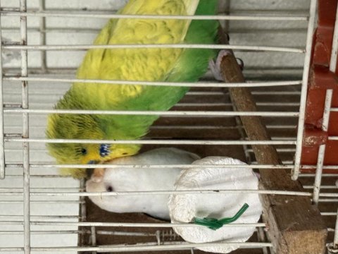 Tepeli kumbara ve albino takım muhabbet kuşu