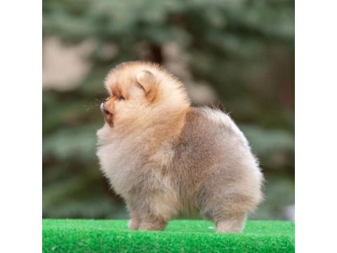Teddy bear pomeranian yavruları