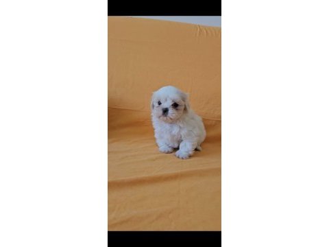 Maltese terrier yavrular