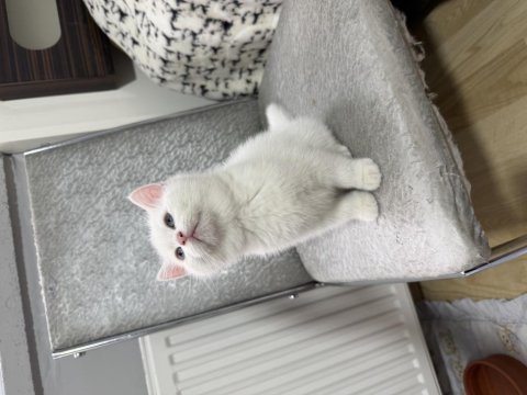 Süt beyaz paşa kedim hazır