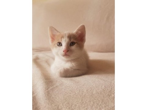 Sevimli oyuncu kedimiz kırpık ve kardeşleri
