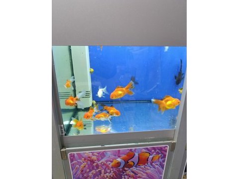 Ciklet beta neon tetra lepistes japon moli